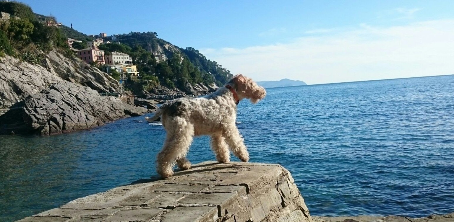 Un cane sullo scoglio davanti al mare
